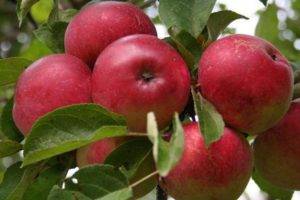 Яблоня орлик: особенности сорта и ухода