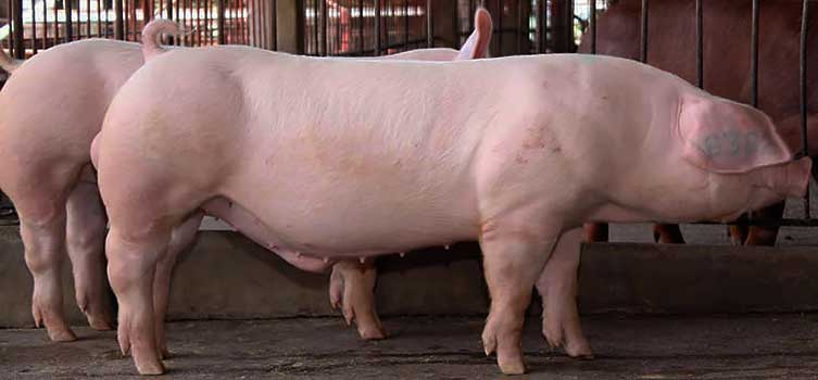 Свиньи породы ландрас: кормление и разведение