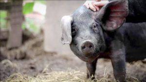 Описание и характеристики пород черных свиней, преимущества и недостатки