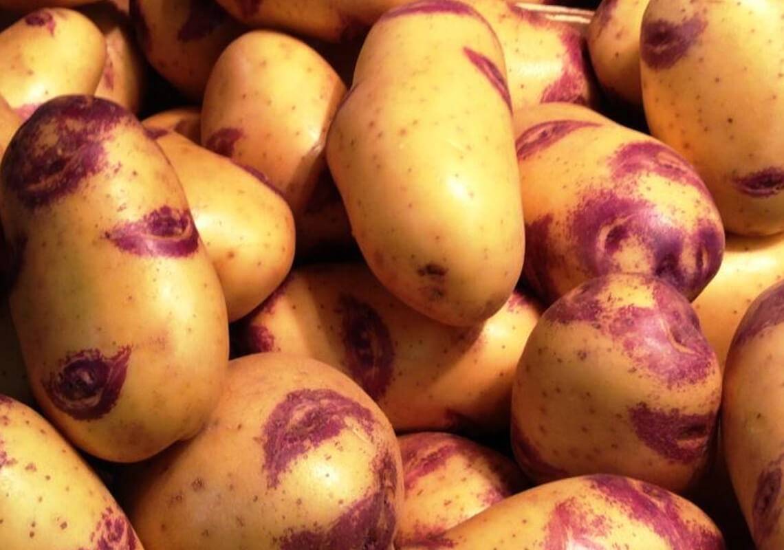 Как выращивать картофель сорта пикассо