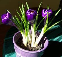 Как вырастить цветок крокус в домашних условиях: фото сортов и правила ухода