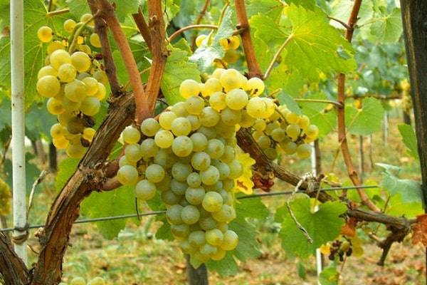 Инструкция по применению «ридомила голд» для обработки винограда, дозировки и срок ожидания