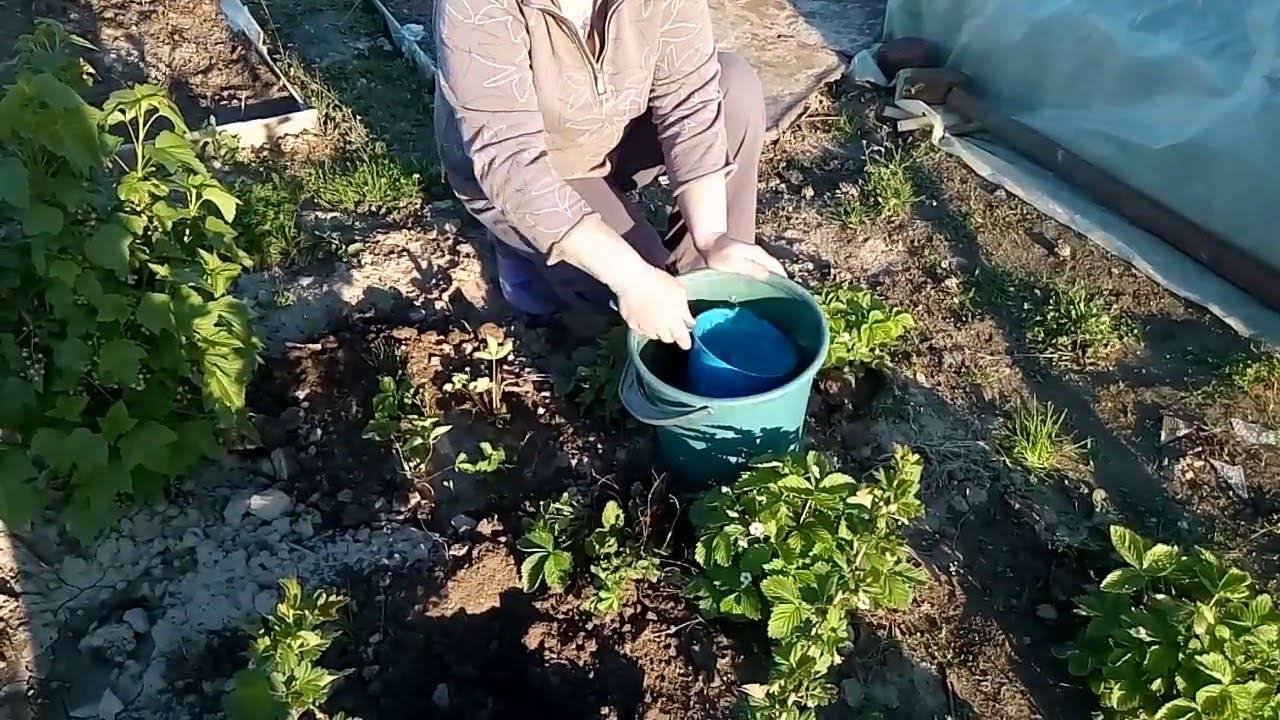 Как правильно рассадить клубнику: когда рассаживать, подготовка места и схема рассадки