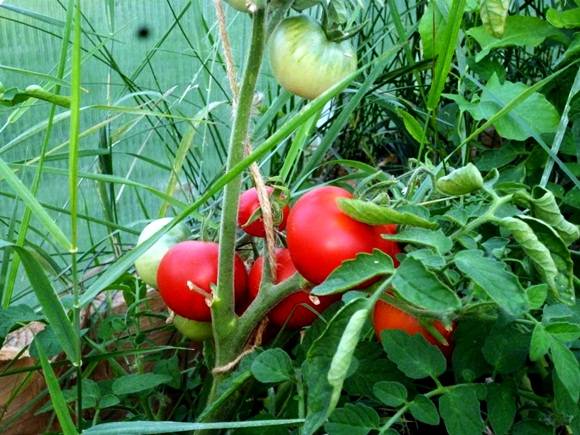 Сложно ли вырастить томат алпатьевский