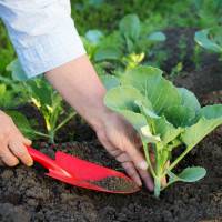 Руководство по выращиванию цветной капусты – от посева семян до сбора урожая