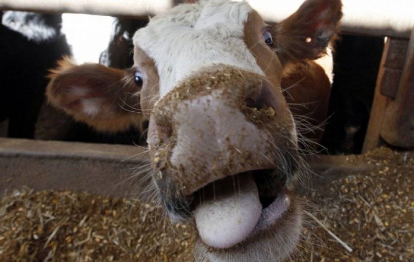 Можно делать прививки от бешенства стельным коровам