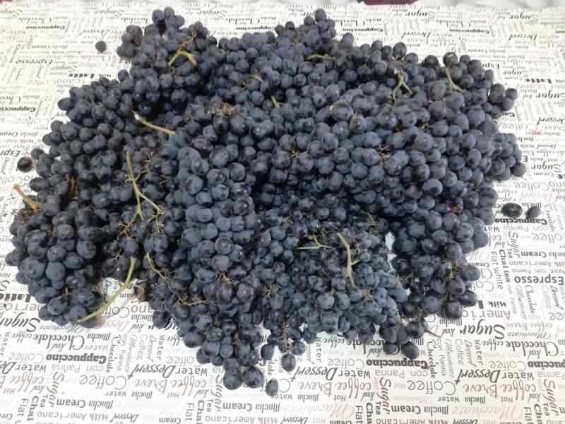 Как приготовить вино из винограда — 5 домашних рецептов