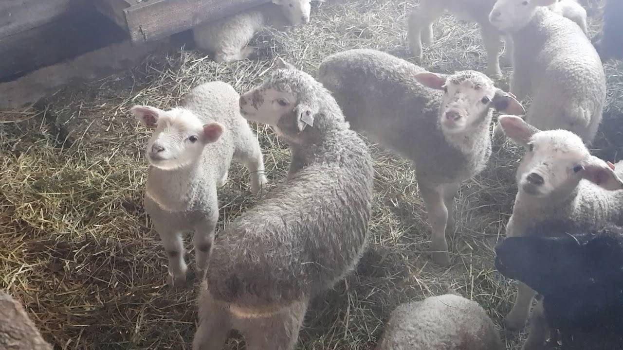 Овцы породы дорпер