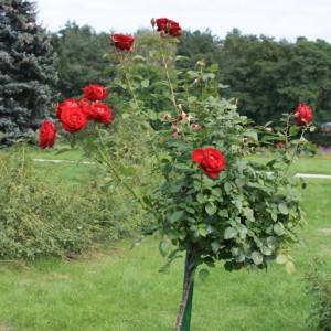 Описание сортов штамбовых роз, посадка и уход в открытом грунте