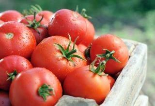 Описание сорта томата лиза, характеристика и урожайность