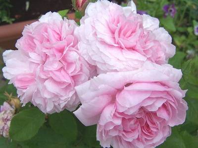 Роза мэри роуз (mary rose) — описание сорта и его особенности