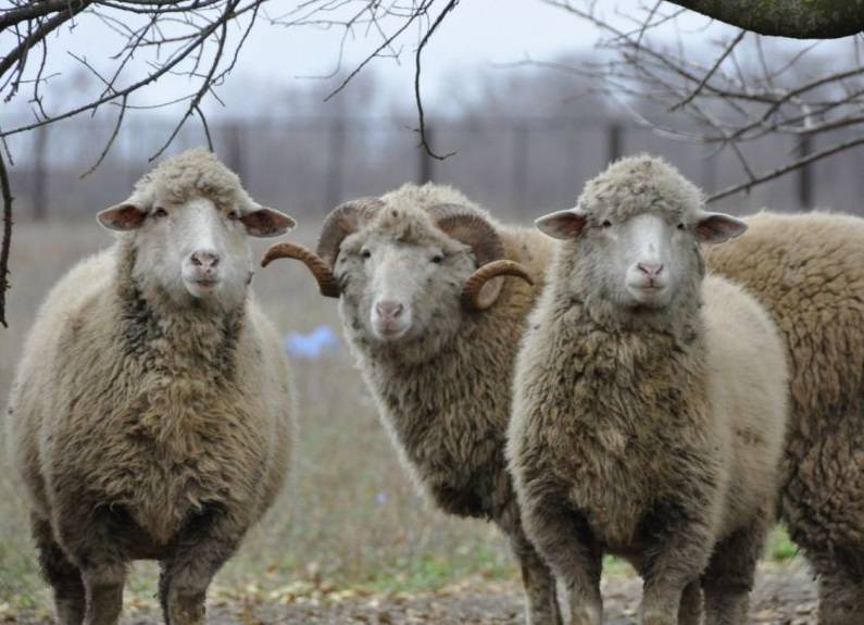 Выбор курдючной породы овец и баранов