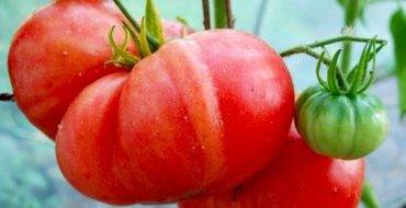 Помидоры малиновый гигант: урожайность и характеристика сорта