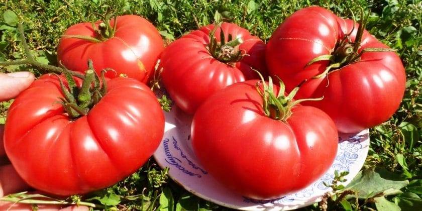 Описание сорта томата станичник, особенности выращивания и ухода