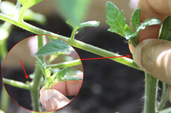 Пасынкование томатов в теплице: схема, формирование куста, время, особенности, фото