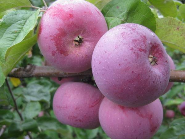 Яблони алеся: соответствие описанию и фото