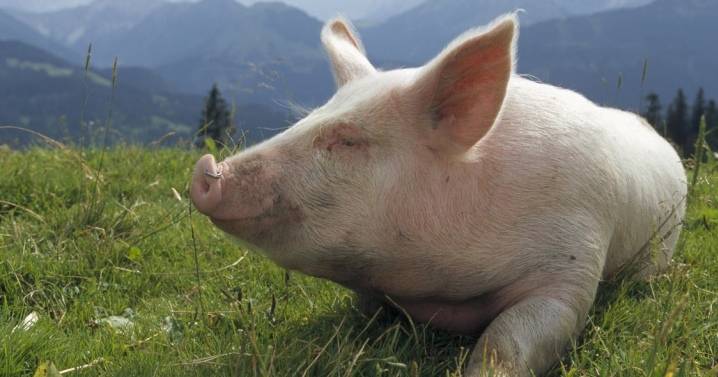 Сколько длится супоросность свиней?