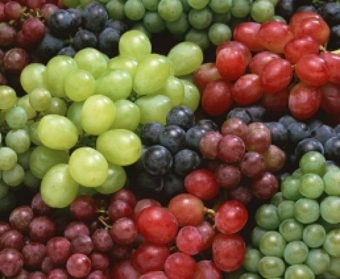 Морозостойкие сорта винограда: элегия, блубелл, фронтильяк адамина, жемчуг розовый и другие