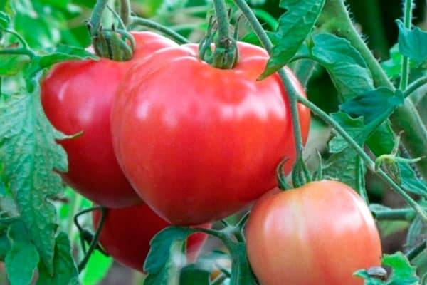 Сладкие и целебные томаты «утенок»: описание сорта, характеристики плодов, рекомендации по выращиванию