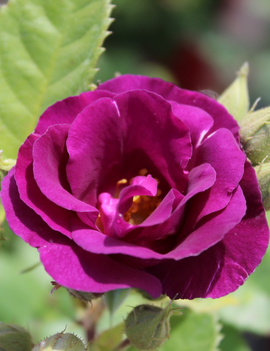 Роза рапсодия ин блю (rhapsody in blue) — описание сорта шраба