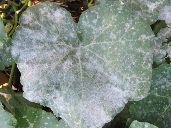 Причины возникновения и методы борьбы с ржавыми пятнами на листьях огурцов