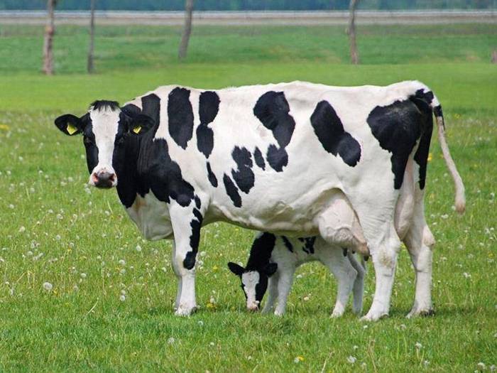 Породы коров с фото и названиями