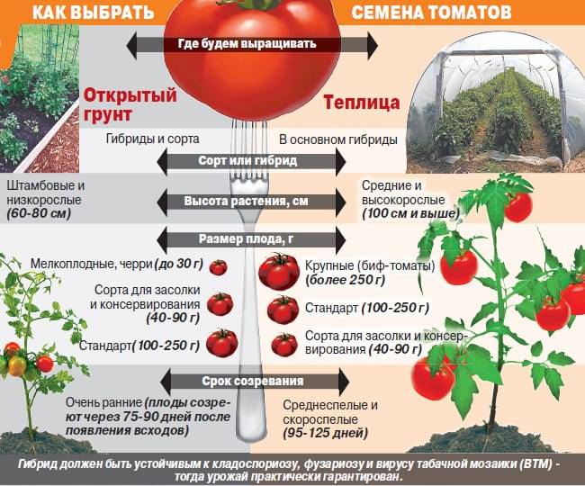 Рассада помидор: выращивание в домашних условиях