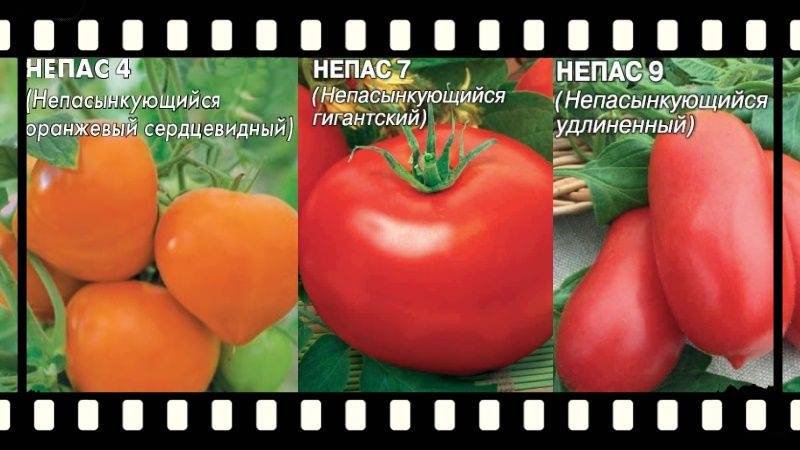Хороший урожай при минимальных усилиях — томат непас 2 непасынкующийся малиновый: описание сорта