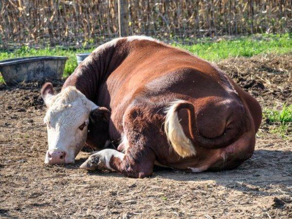 Что делать, если корова не встает после отела: возможные заболевания, основные способы лечения