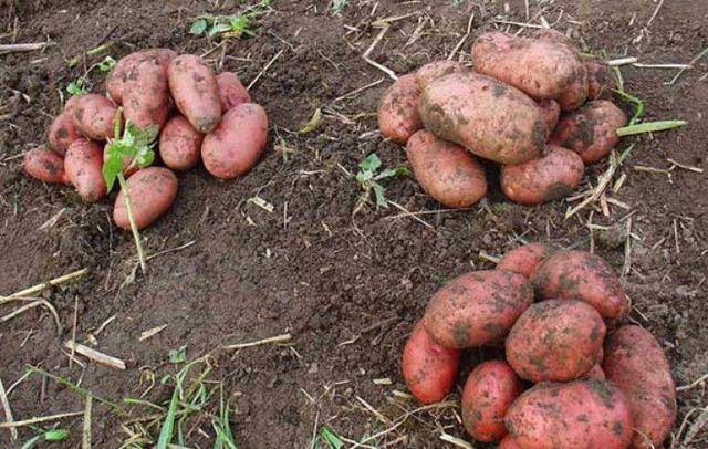 Домашний сорт картофеля «никулинский» : выращивание, описание сорта, характеристика и фото