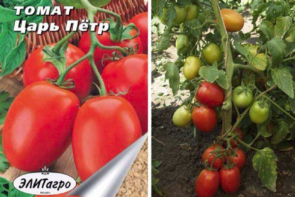 Томат сумочка: характеристика и описание сорта, урожайность с фото