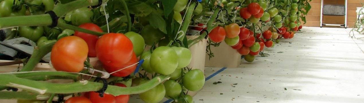3 метода выращивания томатов на гидропонике