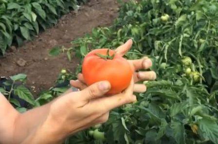 Сорт томата дебют. сорт для фермеров и новичков — томат дебют f1: описание помидоров и особенности их выращивания