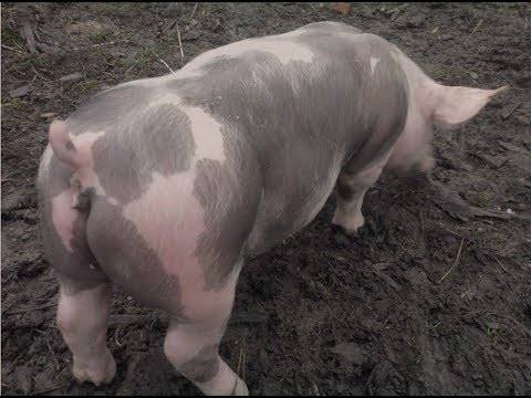 Свиньи породы пьетрен: характеристика, описание, отзывы животноводов