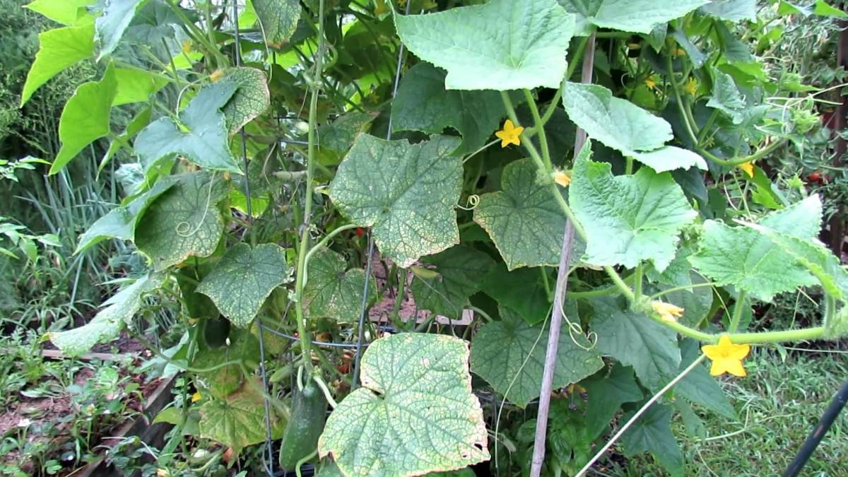Почему сохнут листья у огурцов: причины заболевания, методы устранения