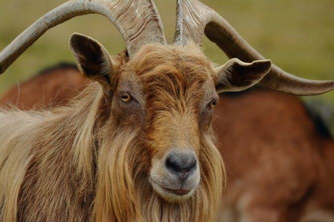Описание и особенности поведения диких коз, где обитают и образ их жизни