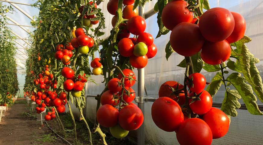 Сорта томатов, которые не нужно пасынковать