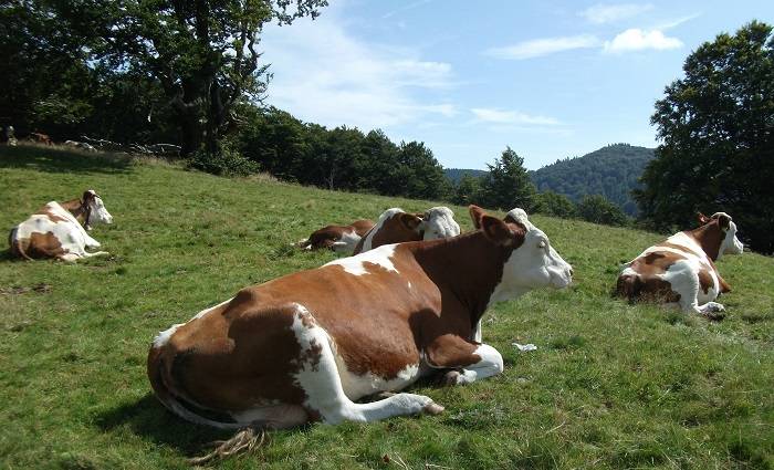 Голландская корова: особенности породы, преимущества, правила содержания и кормления