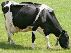 Обзор голштинской породы коров и быков