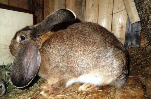 Сколько длится и как определить сукрольность крольчихи