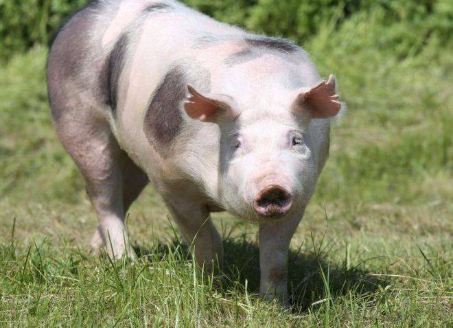 Свиньи дюрок: особенности разведения и ухода