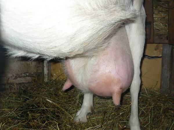 Гнойно-катаральный и геморрагический мастит у коз