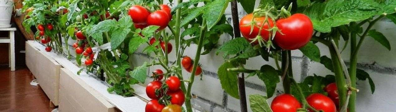 Томат балконное чудо: выращивание в открытом грунте и в домашних условиях