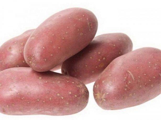 Сорт картофеля «радонежский» – описание и фото