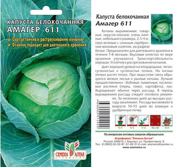 Характеристика и описание сорта капусты зимовка: фото, отзывы и особенности агротехники