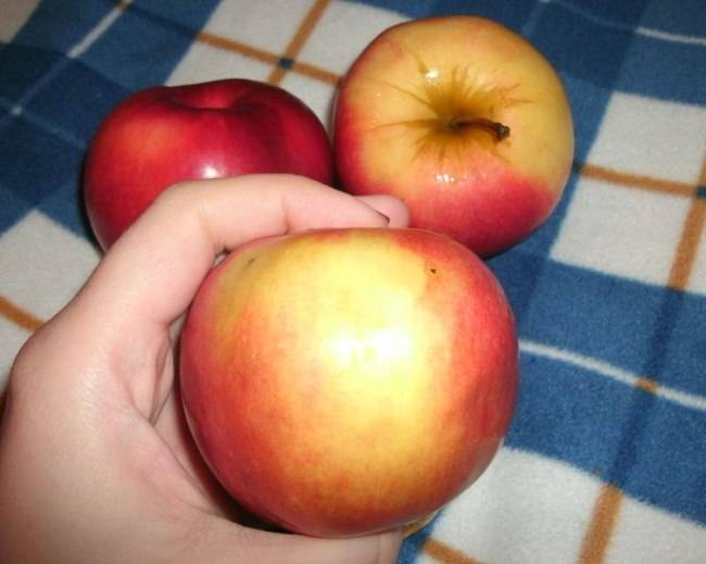 Характеристики и описание сорта яблонь теллиссааре, сроки плодоношения и устойчивость к заболеваниям