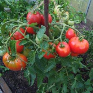 Детерминантный томат «богата хата»: описание сорта, урожайность, особенности выращивания и борьбы с вредителями