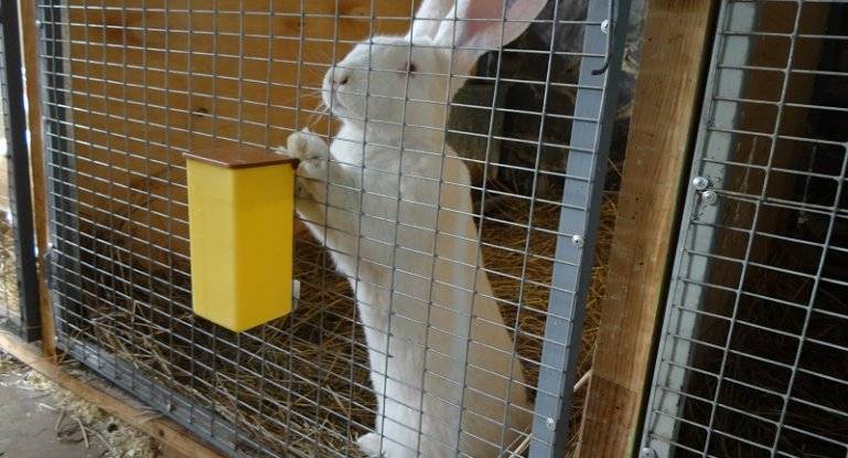 Инструкция по применению молочной кислоты для кроликов и противопоказания