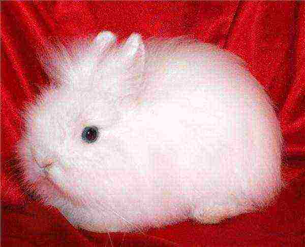 Как обеспечить достойное существование ангорскому кролику или представителю другой породы