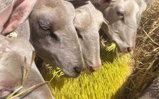 Описание и характеристика овец ташлинской породы, правила содержания